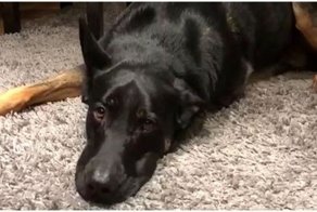 Собака "поет" блюз под аккомпанемент пианино