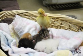 13 жизней вместо одной! Спасатели приехали за рыжим котом, а нашли целый букет хвостов