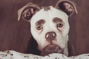 Бульдог выглядит так, будто знаком со всеми печалями мира