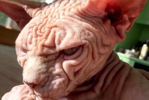 У Грампи появился конкурент за звание самого сердитого котика в мире