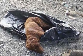 Итальянские туристки увидели пакет, лежащий на дороге… Вдруг он зашевелился и заплакал!