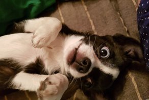 Ветеринар объяснил, почему не стоит чесать собаке живот