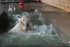 Белый медвежонок открывает купальный сезон