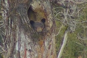 Сонная медведица 2 недели не может выбраться из своего дупла