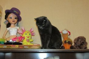 Как я кота спасал