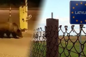 Медведь снес забор на границе Латвии, пытаясь уйти в Россию