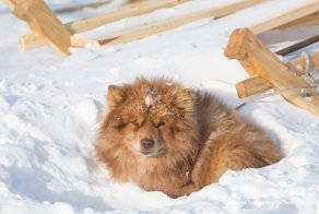 Мир, в котором нет котиков