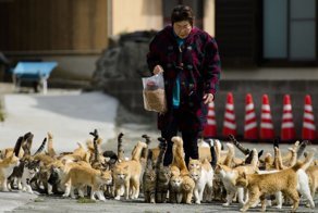Остров кошек