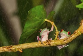 Животные имеют свои способы, как спрятаться от дождя