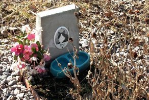 Кладбище домашних животных