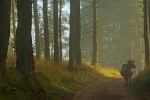 Вепсский лес