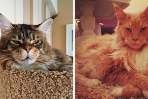 15 фотографий, которые доказывают, что у людей и мейн-кунов очень много общего