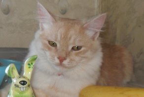 Хамура Кусаки. Первый март