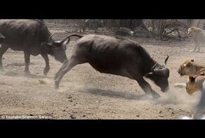 Сафари разборки: стадо буйволов встретилось лицом к лицу с прайдом Львов