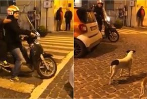 Эти глаза напротив: как скутерист двух собак повстречал