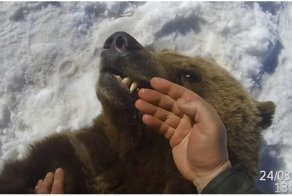 Осмотр зубов у Михаила Потапыча