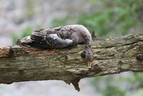 Штат Айдахо засыпало десятками мертвых гусей с неба