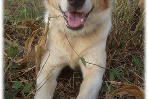 "Он спокойно лежал рядом со слоном, до заката - до последнего вздоха"