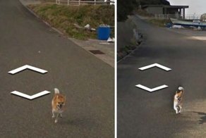 В Японии собака проследовала за автомобилем Google Street View, забавно «испортив» каждую сделанную им фотографию