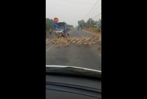 Стая уток перекрыла дорогу во Вьетнаме