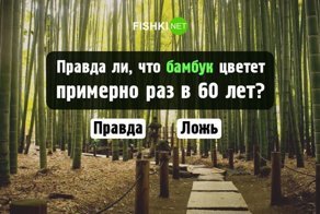 Тест: Правда или ложь?
