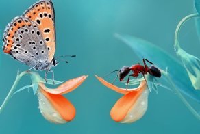 Красивые и веселые Букашки