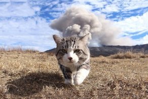 Фотогеничность зашкаливает: кот, который всегда замечательно выходит на снимках