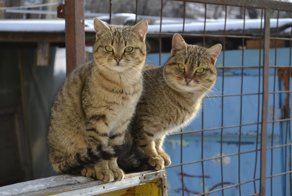 Очень колоритные уличные коты