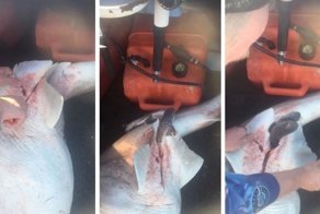 Рыбак сделал кесарево сечение акуле и спас 98 детенышей