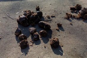 Нужно ли убирать за своими животными?