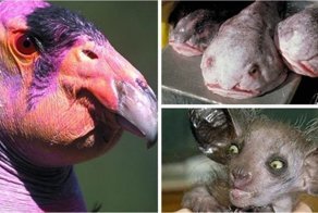 Топ-20: самые причудливые и уродливые животные, которые просто созданы для фильмов ужасов