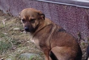 Многоэтажная история крохи, увезённой в Финляндию, брошенной и… счастливой!