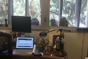 Совы на подоконнике Калифорнийского университета стали мемом