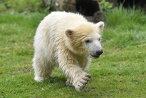 Привет, мир: первая прогулка детеныша белого медведя по зоопарку