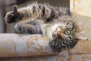 Минстрой за котиков!