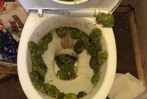 13 неожиданных находок в туалете, от которых реально не по себе