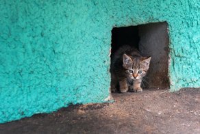 Минстрой разрешил котикам шастать по подвалам