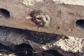 В Караганде спасли застрявшую в бетонной плите кошку