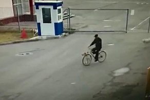 Потрачено: нападение собак на велосипедиста