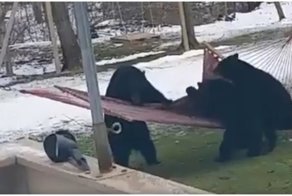 Медвежата решили покачаться в гамаке