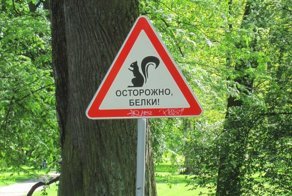 Осторожно белки! Так они ведь прелесть