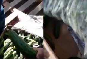 Поставщики овощей обманули торговцев