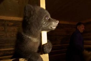 Биолог Валентин Пажетнов организовал приют для медвежат-сирот