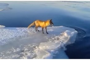 Рыбак помог застрявшей на льдине лисе добраться до берега