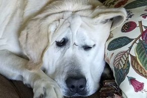 История Красавчика - собаки с нестандартной внешностью