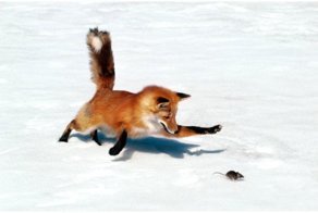 Канадец заснял, как "мышкует" лиса