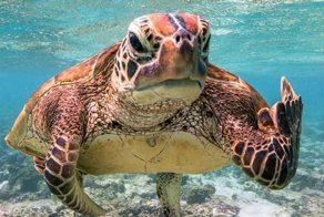 Черепаха показала дайверу неприличный жест!