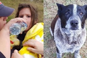 В Австралии старый  пес, 17 часов охранял потерявшуюся 3-летнюю девочку