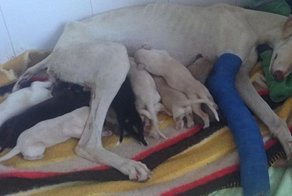 Собака со сломанной лапой шла 3 км, чтобы привести людей к своим щенкам