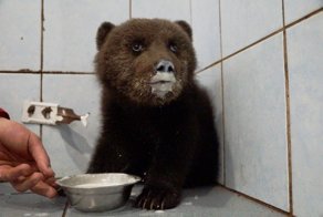В Ленинградской области спасают раненного маленького медвежонка